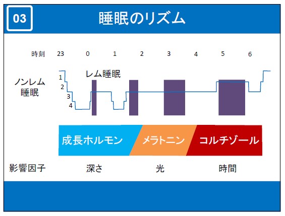 睡眠のリズム